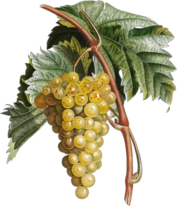 An illustration of Moscatel grapes from Málaga