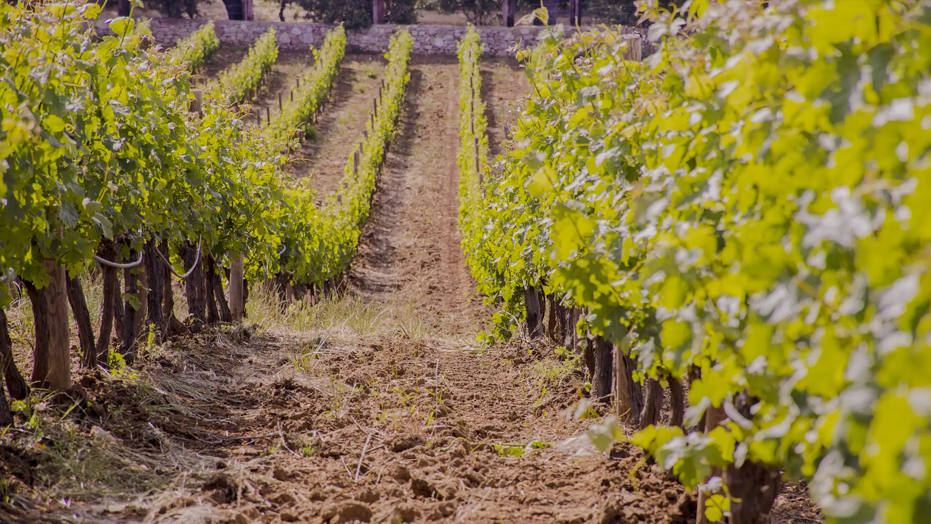 winery ronda photo