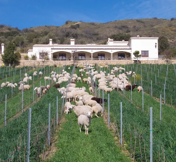 Winery Los Frutales in Bodega Joaquín Fernández