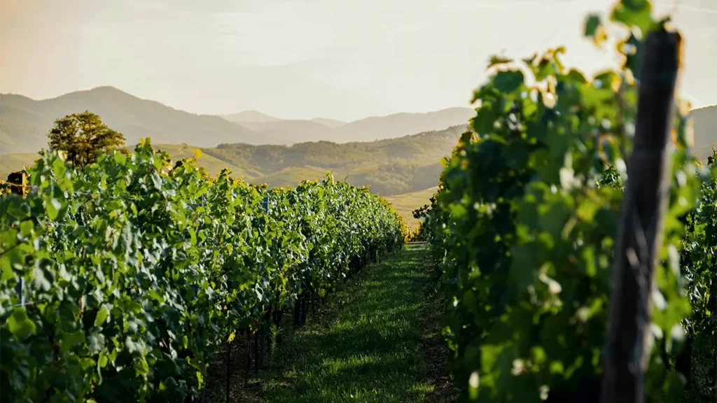 spanish winery photo